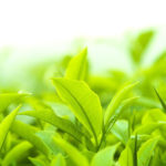 緑茶カテキン(EGCg)とは? 特徴と効果について